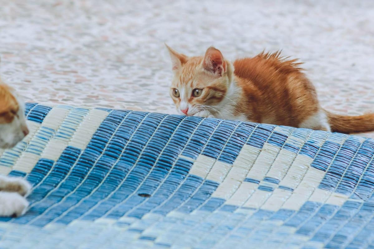 Clickertraining für Katzen: Anleitung für Anfänger – go4vet