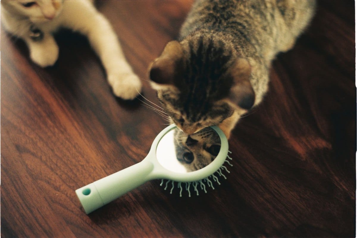 Clickertraining für Katzen: Anleitung für Anfänger – go4vet