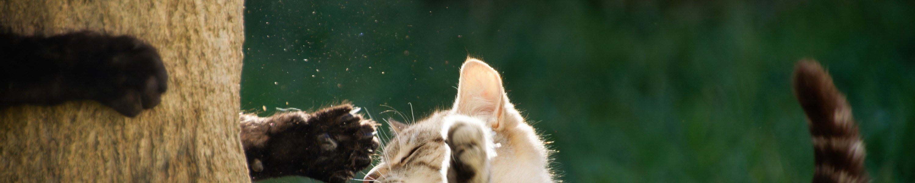 Clickertraining für Katzen: Anleitung für Anfänger