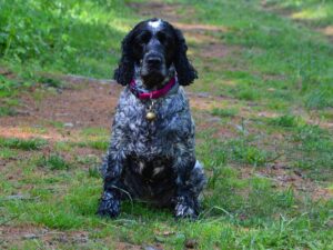 Cocker Spaniel