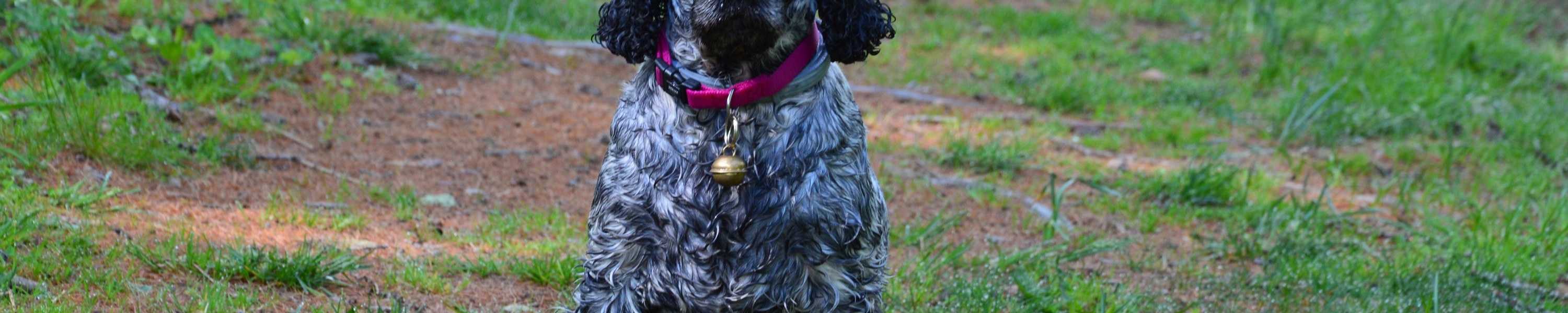 Cocker Spaniel