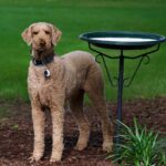 Curly Coated Retriever