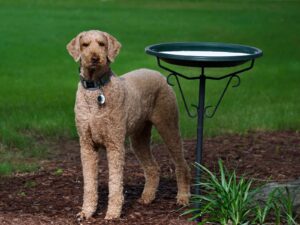 Curly Coated Retriever