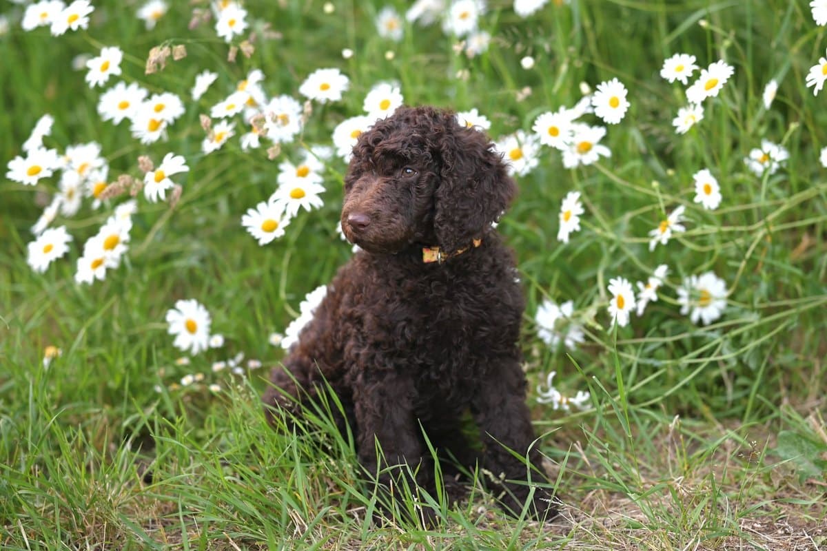 Curly Coated Retriever – go4vet