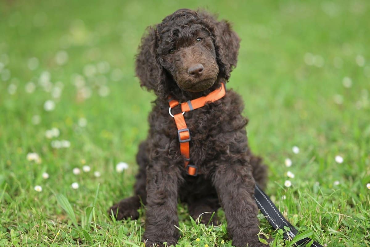 Curly Coated Retriever – go4vet