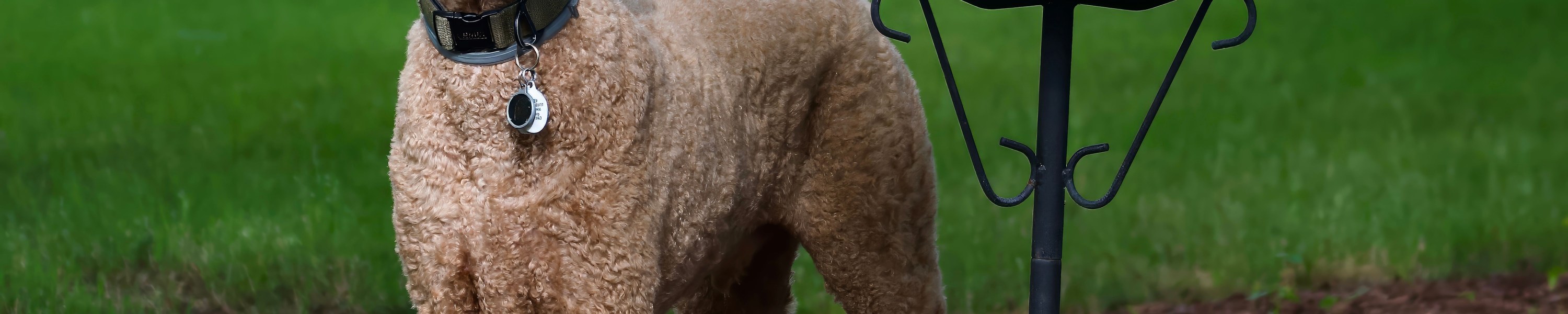 Curly Coated Retriever
