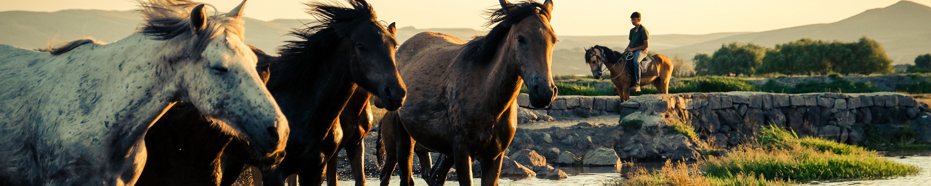 Cushing beim Pferd (PPID): Symptome, ACTH-Test & Pergolid-Therapie