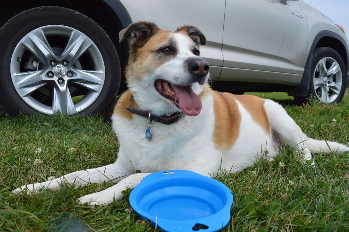 Cushing-Syndrom beim Hund – go4vet