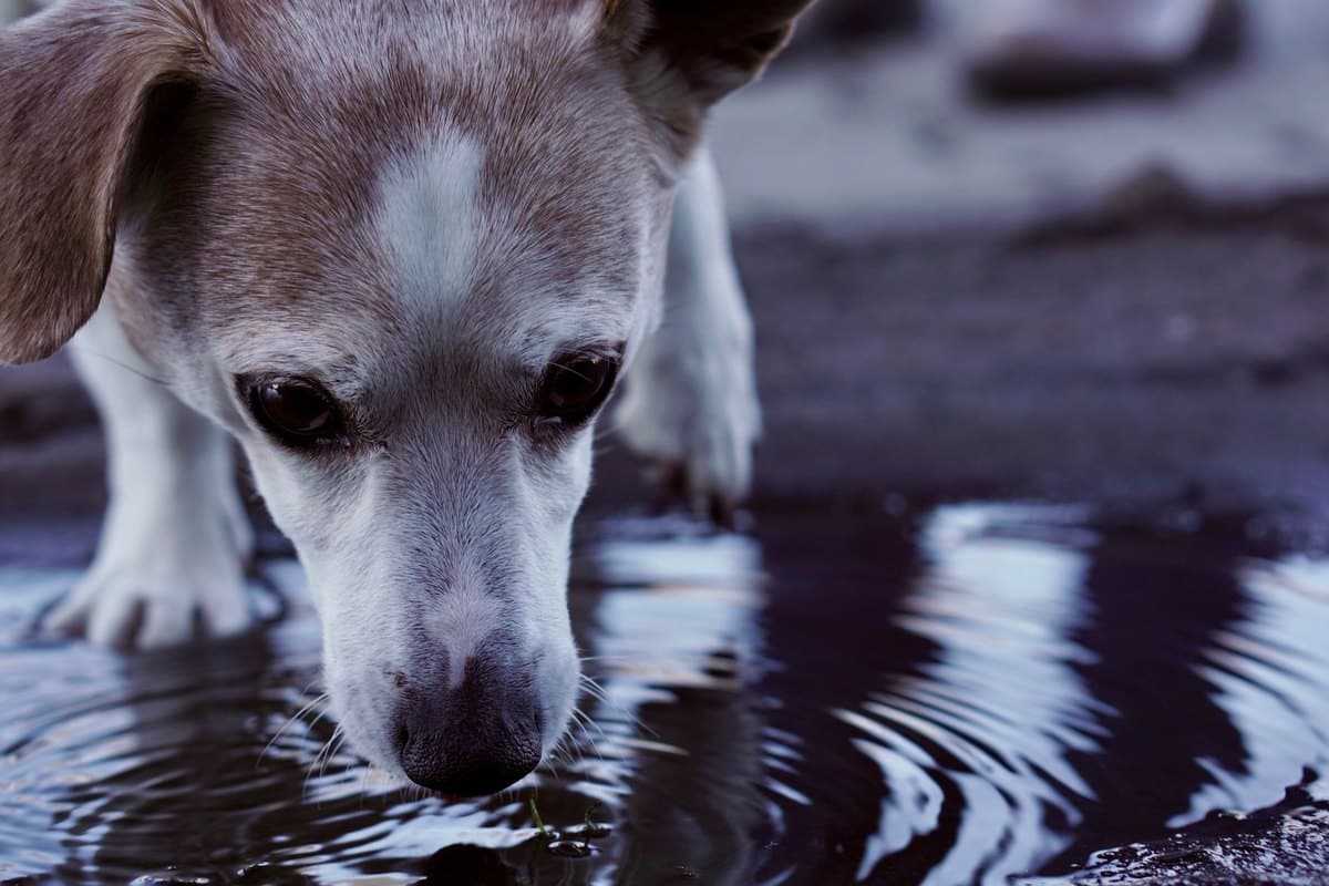 Cushing-Syndrom beim Hund – go4vet
