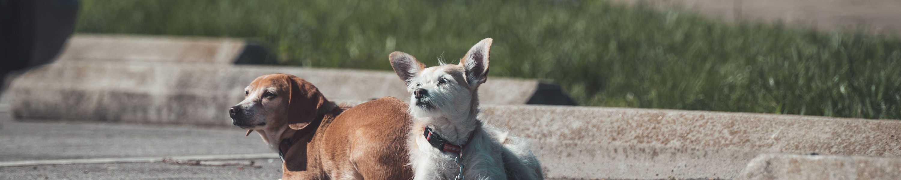 Cushing-Syndrom beim Hund