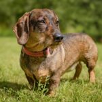 Dackel als Jagdhund: Einsatz, Ausbildung & Gesundheit