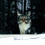 Darmverschluss bei Katzen