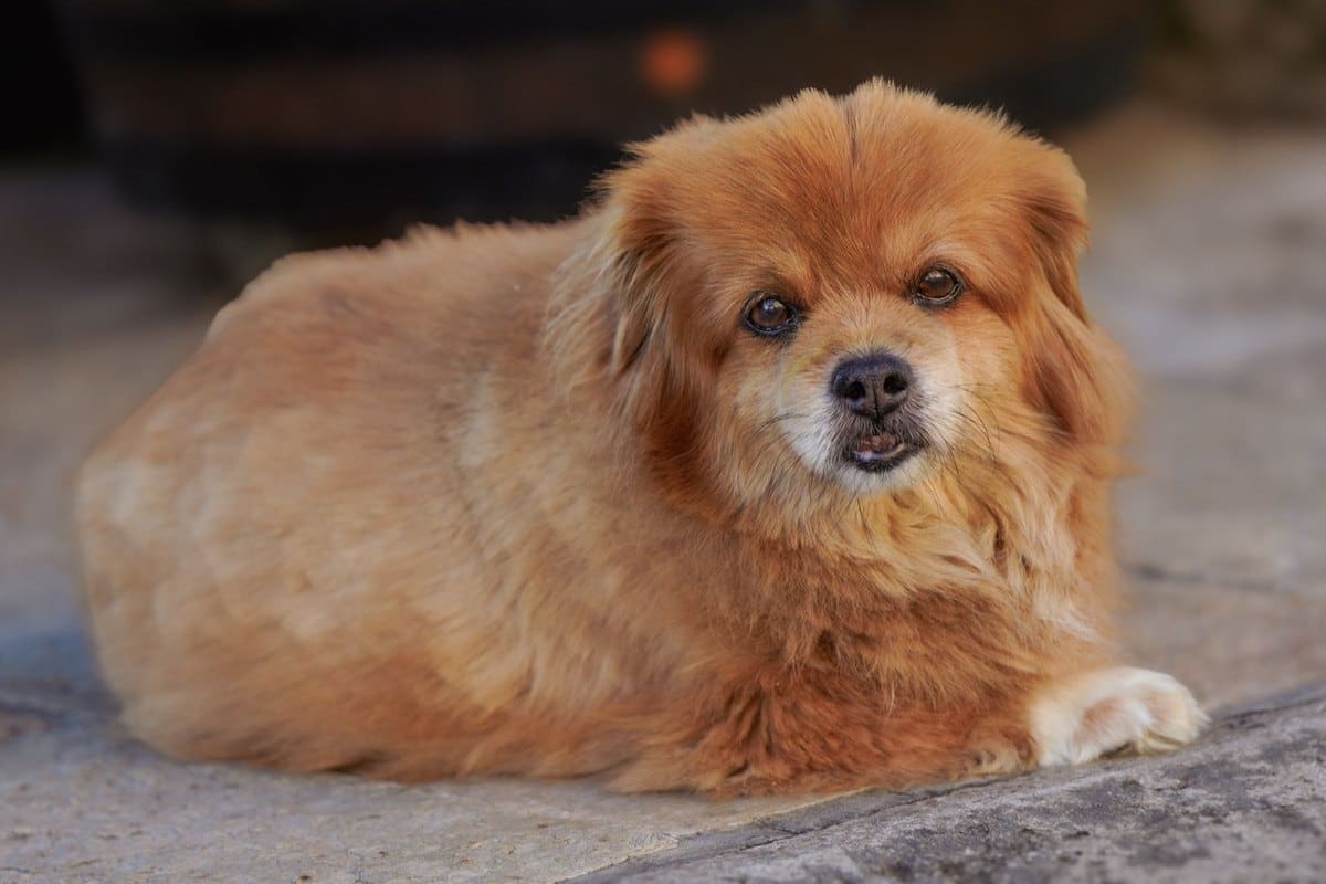 Demenz beim Hund (CDS): Symptome erkennen und richtig handel – go4vet