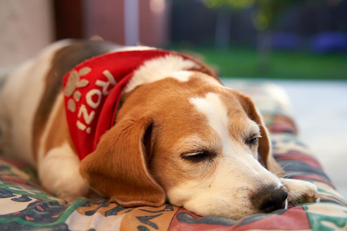 Demenz beim Hund (CDS): Symptome erkennen und richtig handel – go4vet