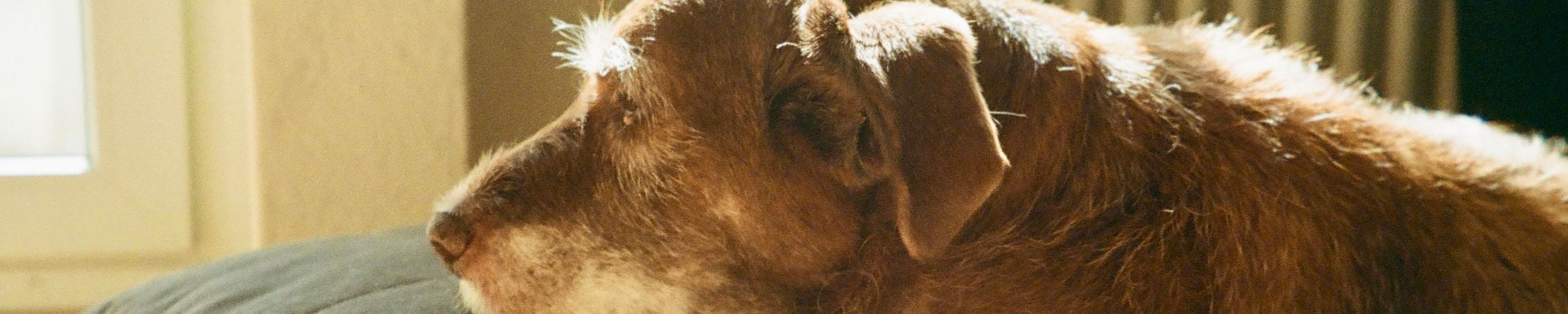 Demenz beim Hund (CDS): Symptome erkennen und richtig handeln
