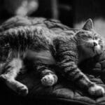 Demenz bei Katzen: Symptome erkennen und Alltag anpassen