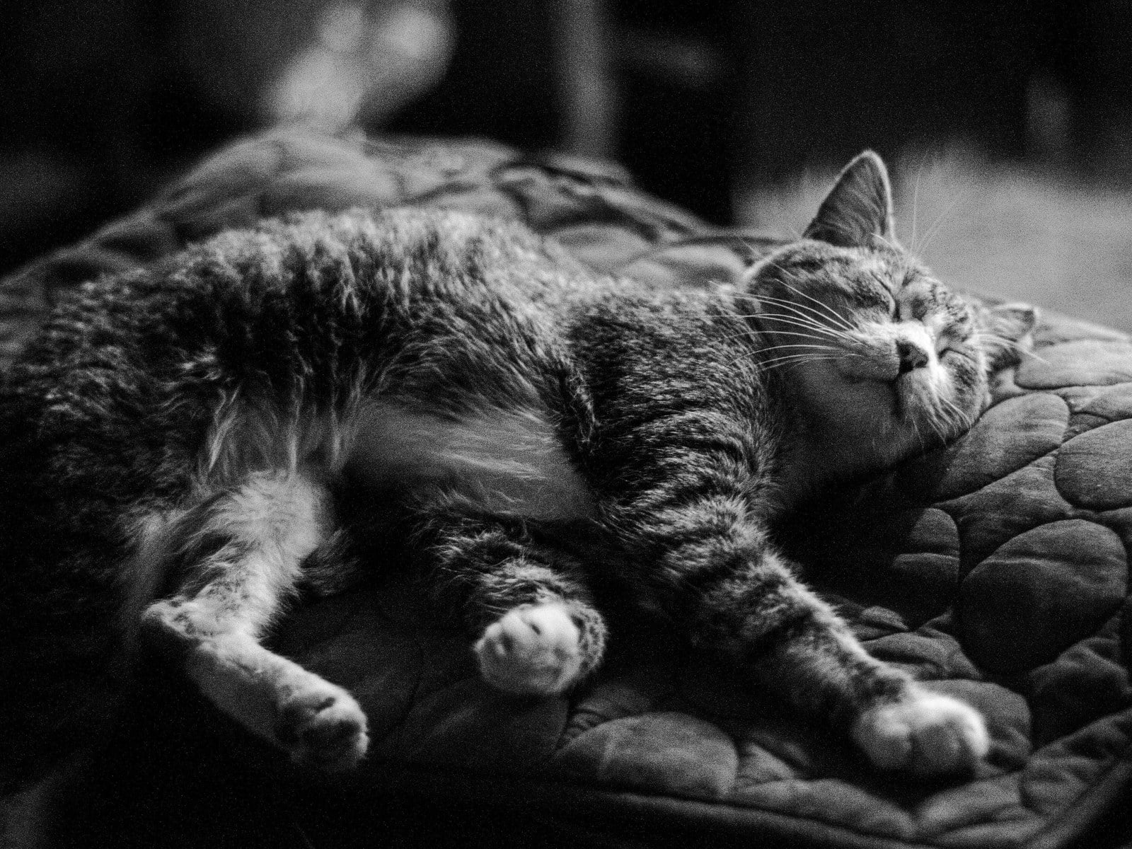 Demenz bei Katzen: Symptome erkennen und Alltag anpassen
