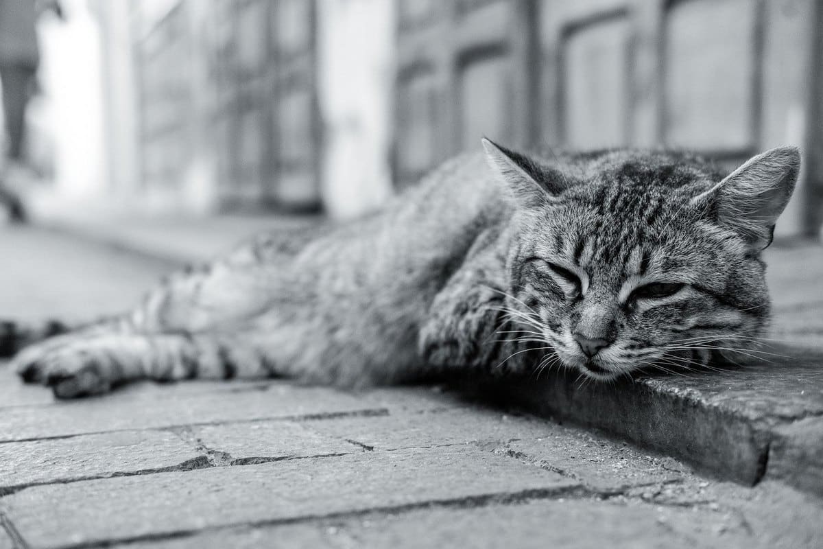 Demenz bei Katzen: Symptome erkennen und Alltag anpassen – go4vet