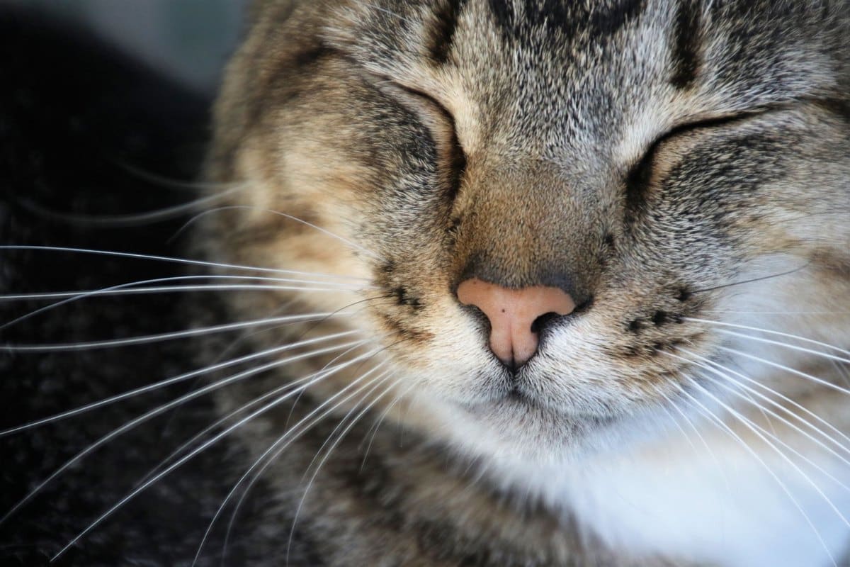 Demenz bei Katzen: Symptome erkennen und Alltag anpassen – go4vet