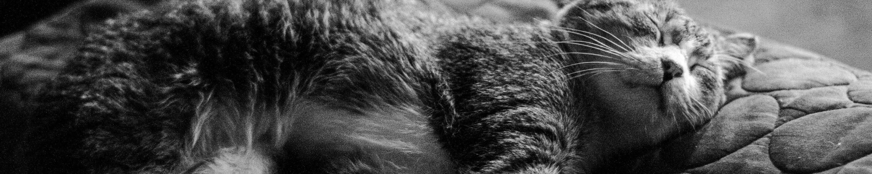 Demenz bei Katzen: Symptome erkennen und Alltag anpassen