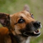 Depression beim Hund