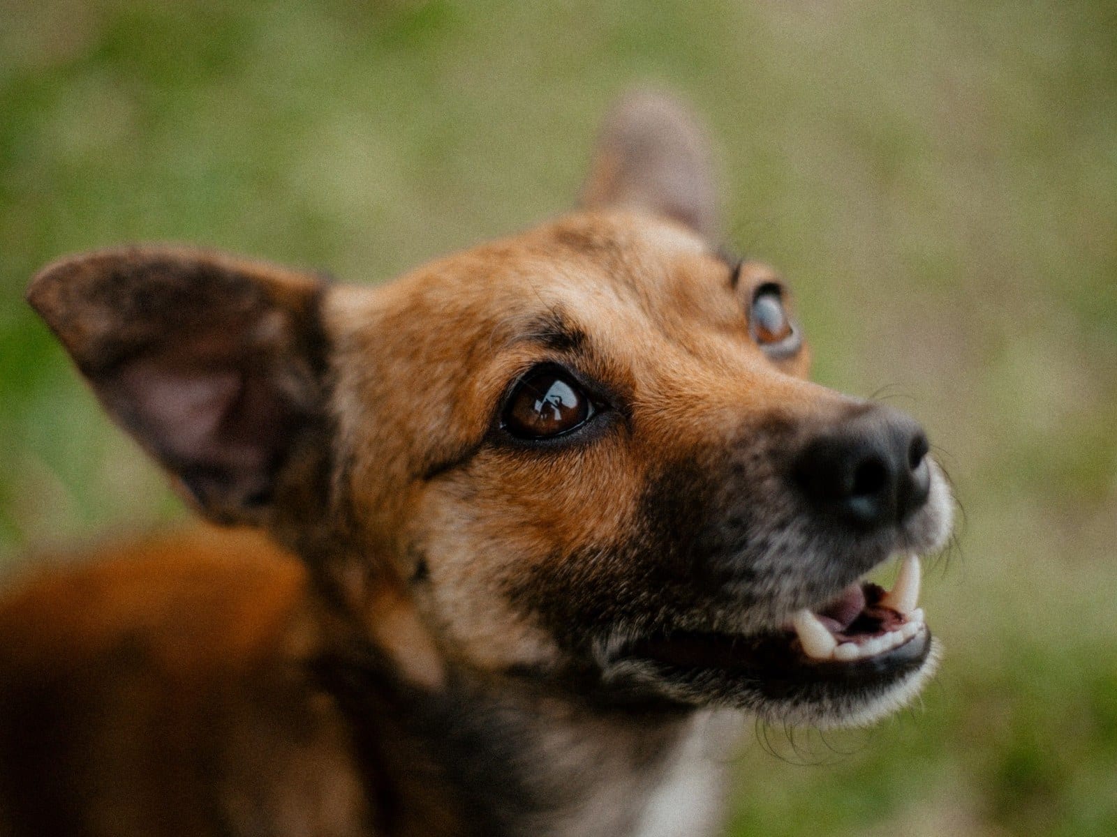 Depression beim Hund