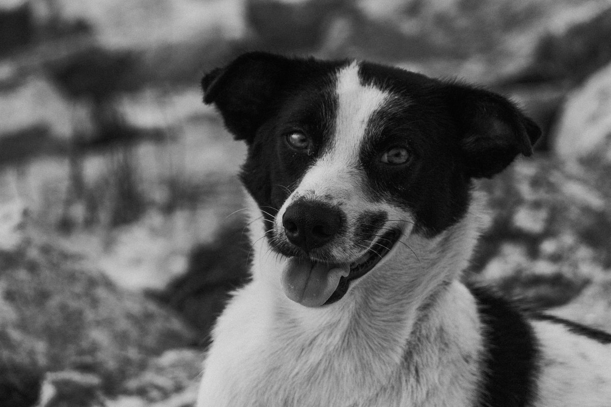 Depression beim Hund – go4vet