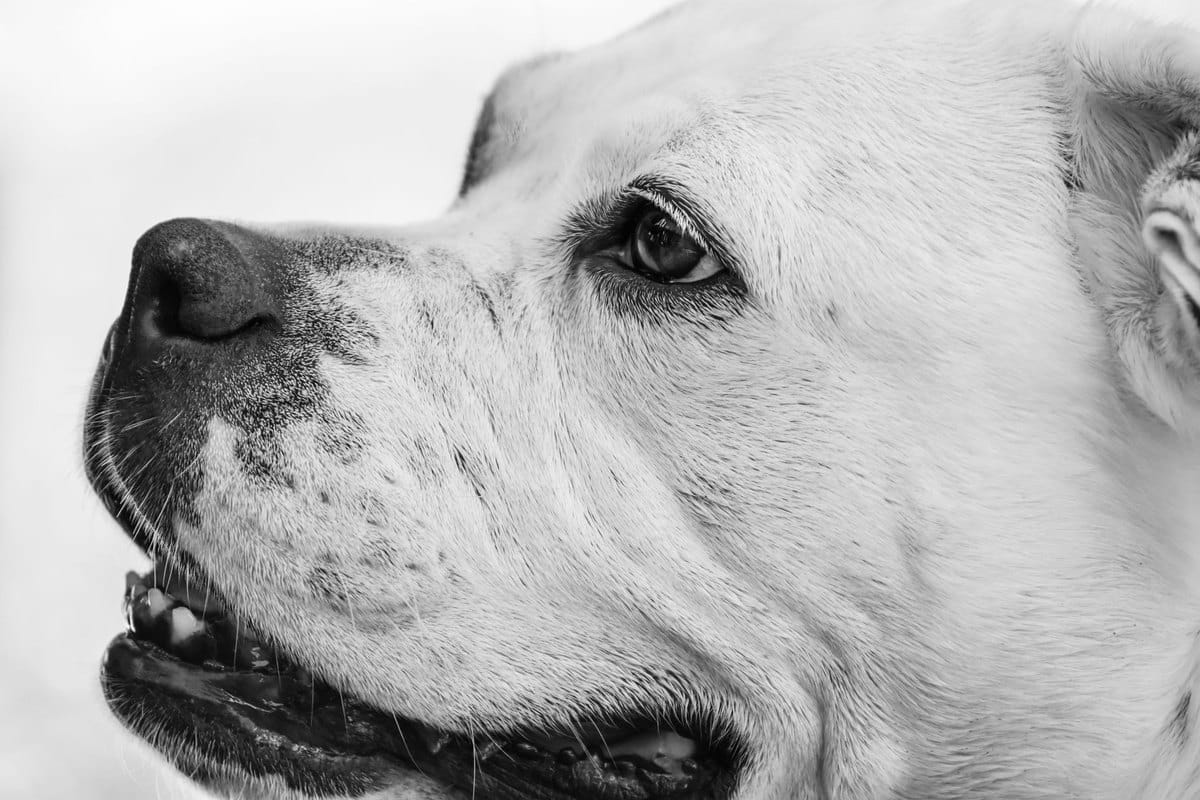 Depression beim Hund – go4vet