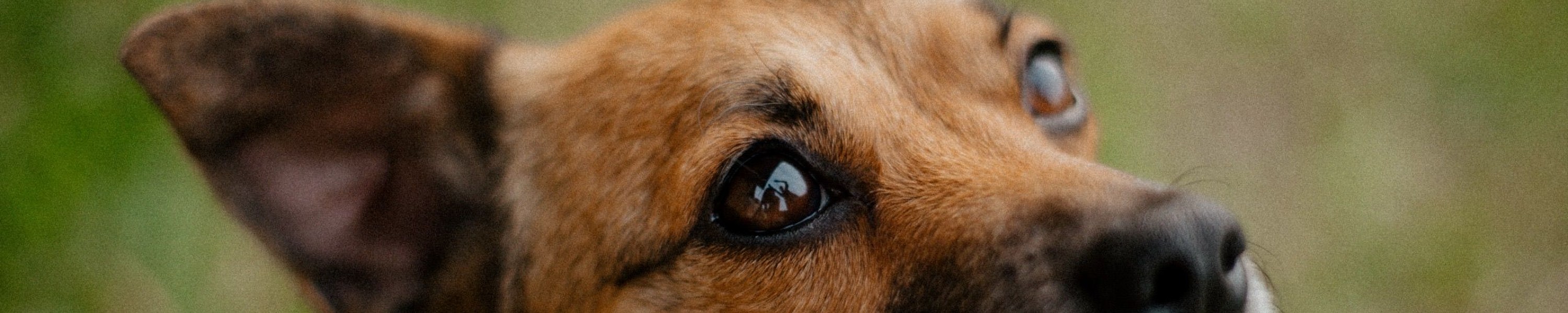 Depression beim Hund
