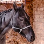 Desinfektion im Pferdestall: Wann, womit, wie