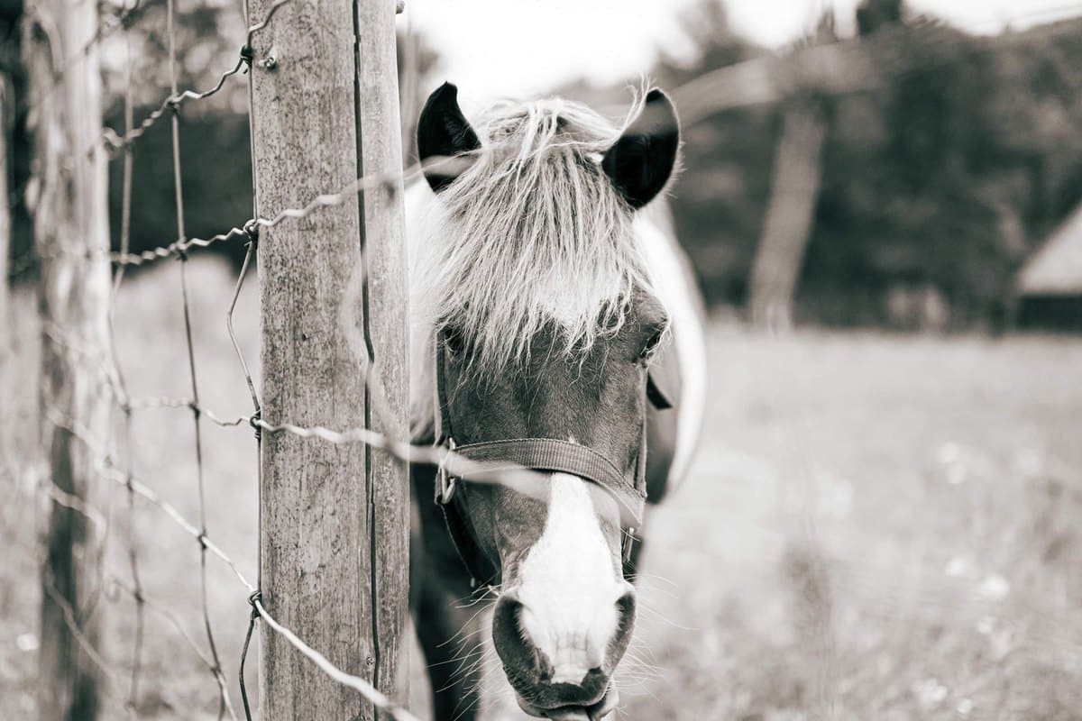 Desinfektion im Pferdestall: Wann, womit, wie – go4vet
