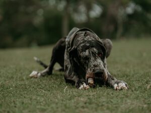 Deutsche Dogge