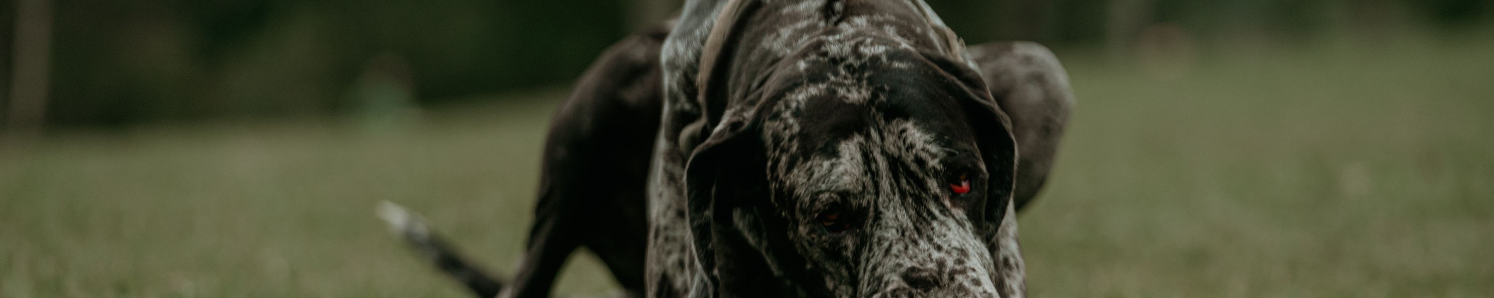 Deutsche Dogge