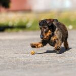 Deutscher Jagdterrier