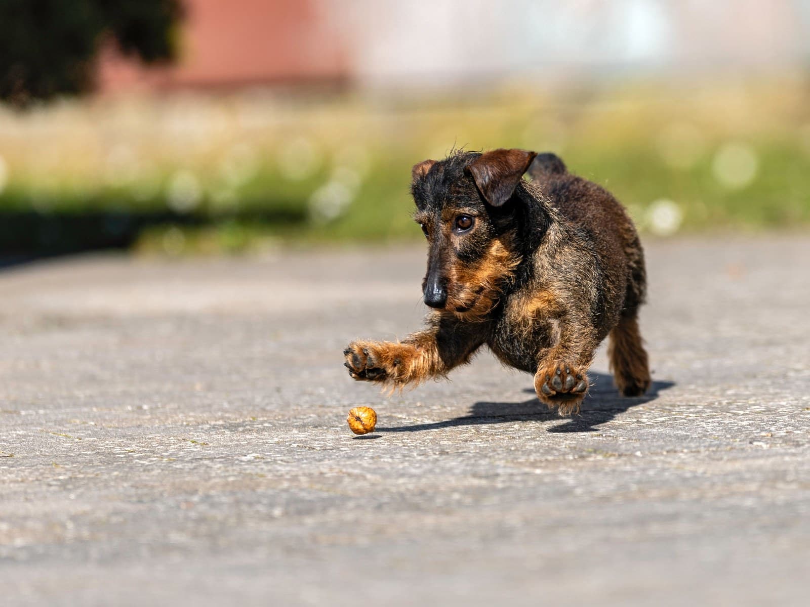 Deutscher Jagdterrier