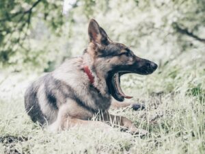 Deutscher Schäferhund