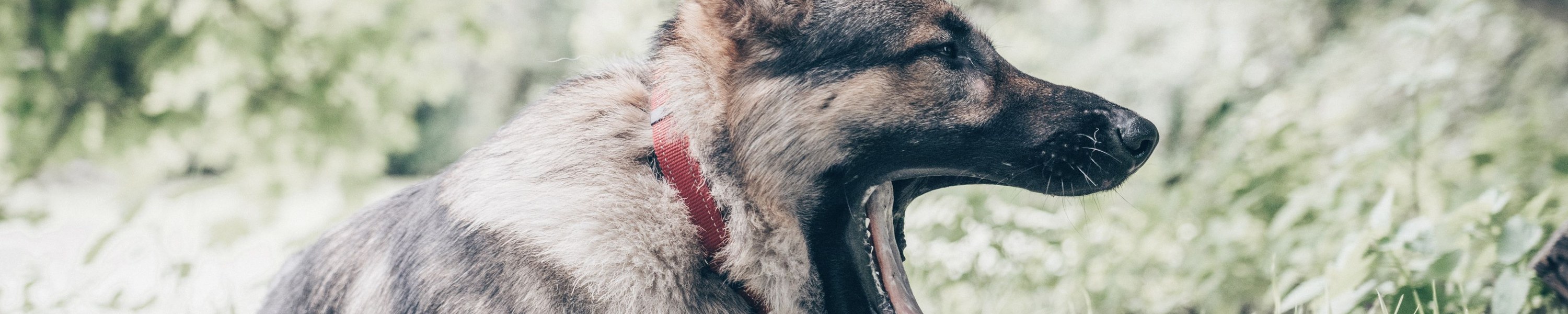 Deutscher Schäferhund