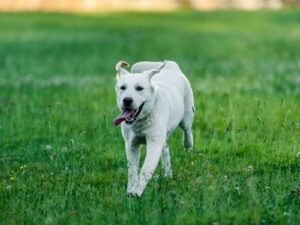 Deutscher Wachtelhund