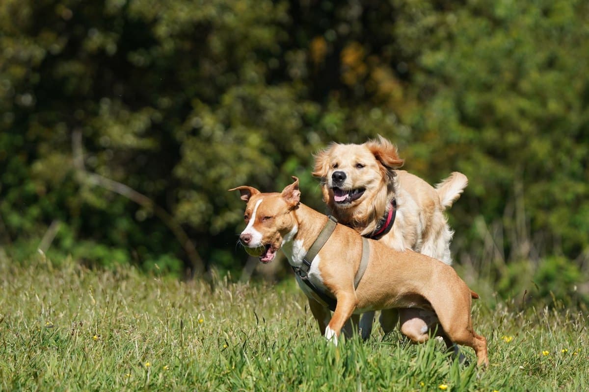 Deutscher Wachtelhund – go4vet