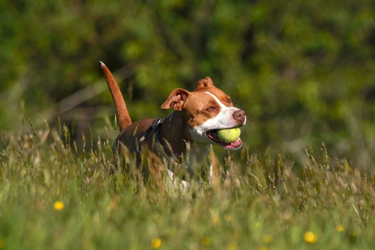 Deutscher Wachtelhund – go4vet