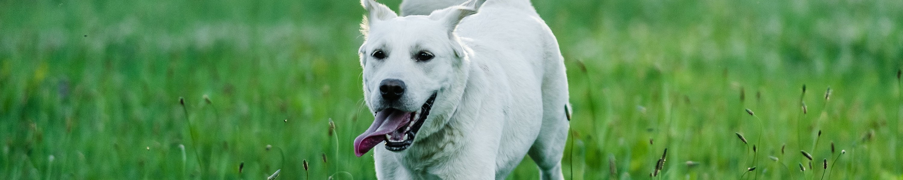 Deutscher Wachtelhund