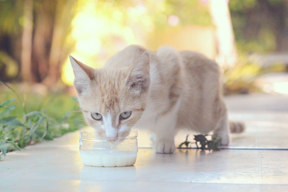 Diabetes bei der Katze: Symptome, Therapie und Remission – go4vet