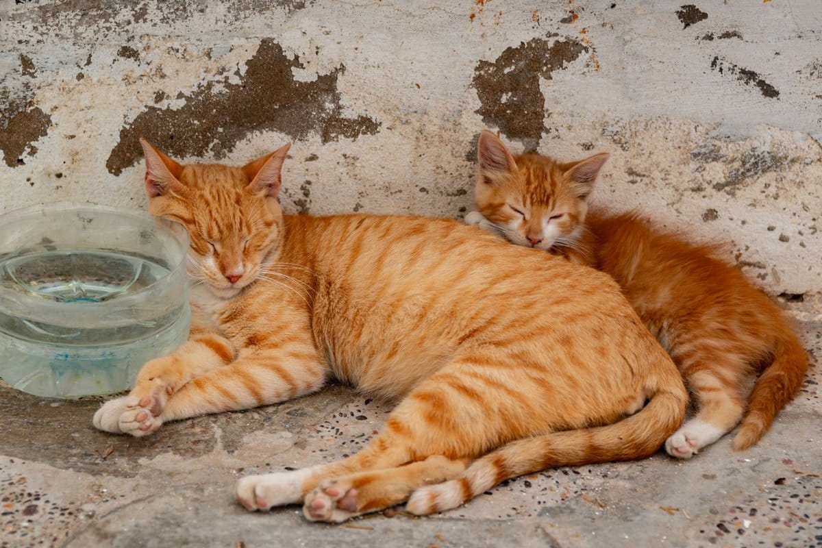 Diabetes bei der Katze: Symptome, Therapie und Remission – go4vet
