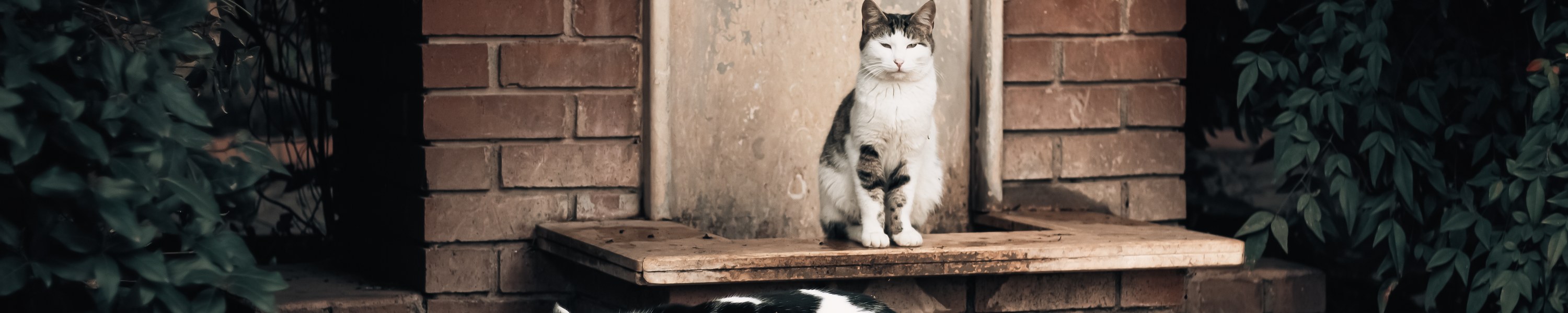 Diabetes bei der Katze: Symptome, Therapie und Remission
