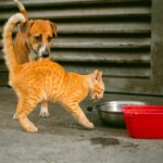 Diät-Plan für übergewichtige Hunde: Schritt für Schritt zum Idealgewicht