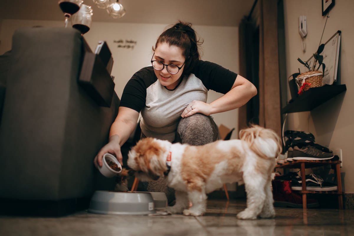 Diät-Plan für übergewichtige Hunde: Schritt für Schritt zum – go4vet