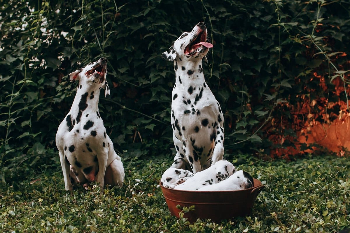 Diät-Plan für übergewichtige Hunde: Schritt für Schritt zum – go4vet