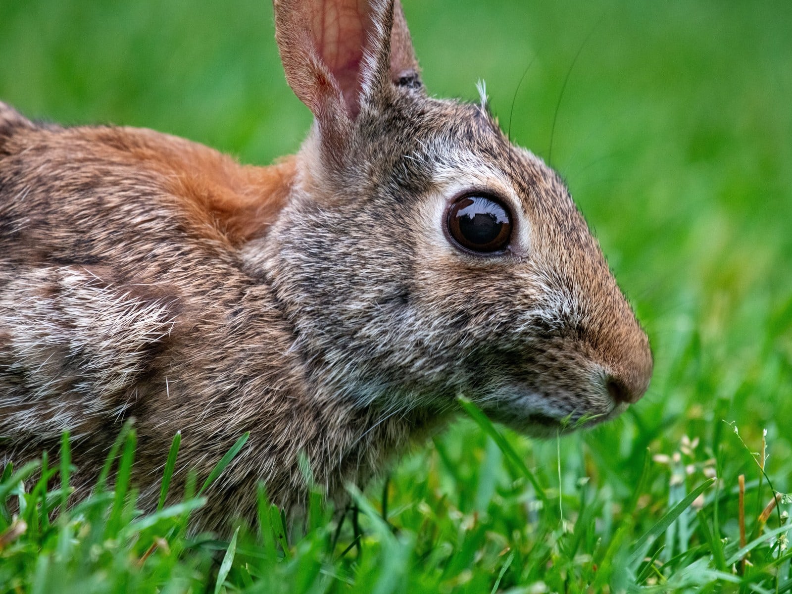 Die häufigsten Kaninchen-Krankheiten: Symptome erkennen & handeln