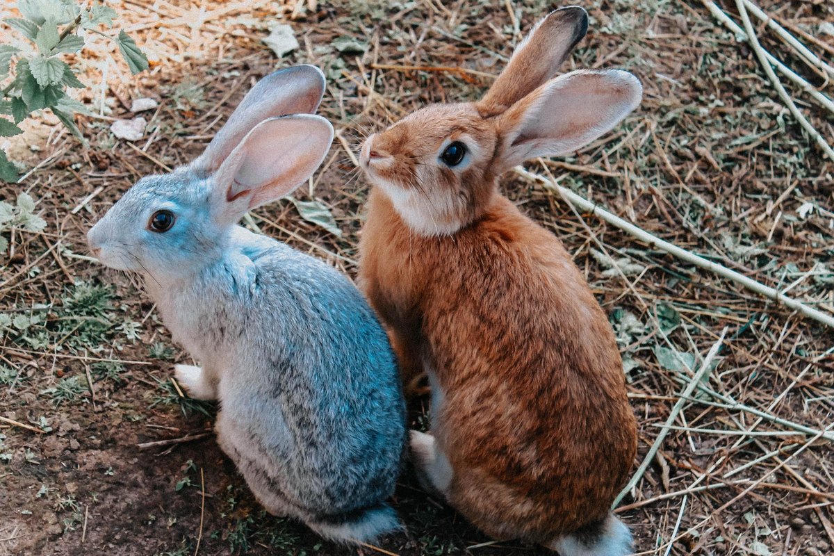 Die häufigsten Kaninchen-Krankheiten: Symptome erkennen & ha – go4vet