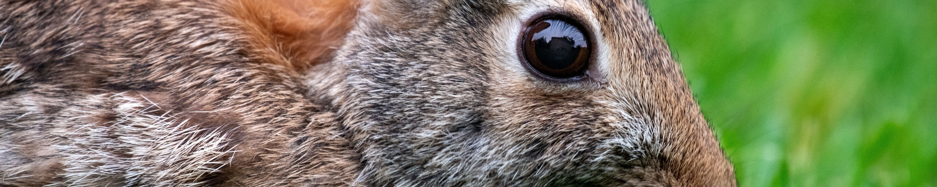 Die häufigsten Kaninchen-Krankheiten: Symptome erkennen & handeln